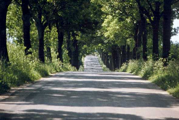 Allee in Polen
