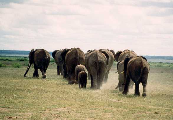 Elefanten im Amboseli-Nationalpark, Kenia