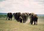 Elefanten im Amboseli-Nationalpark Kenia