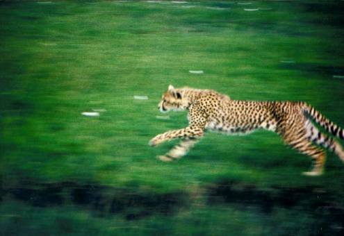 Gepard in der Massai Mara, Kenia
