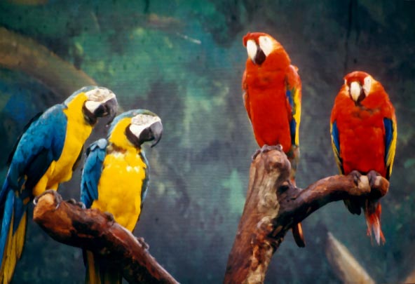 Papageien im Vogelpark von Singapur
