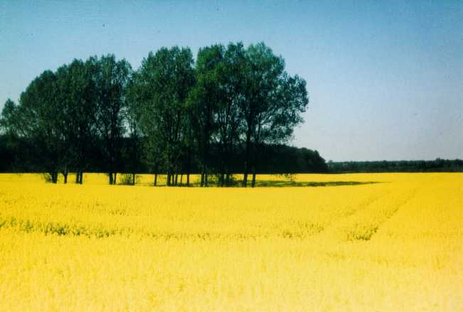 Rapsfeld in Schleswig-Holstein